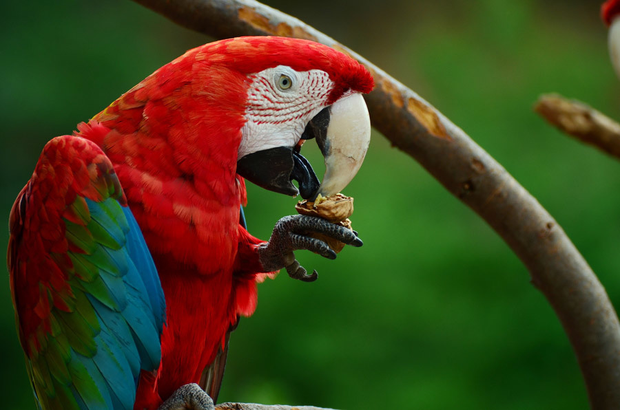 ベニコンゴウインコの食事