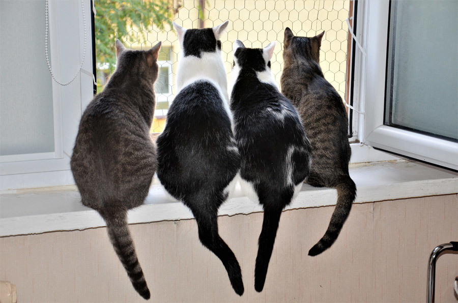 猫背