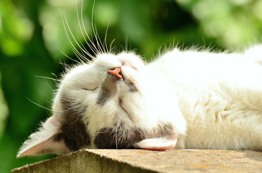 眠り