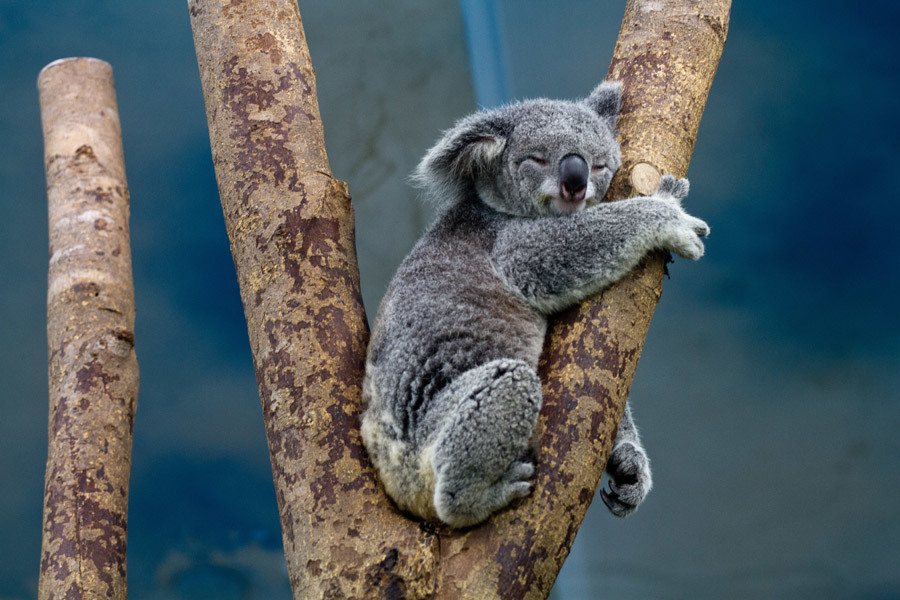 眠り