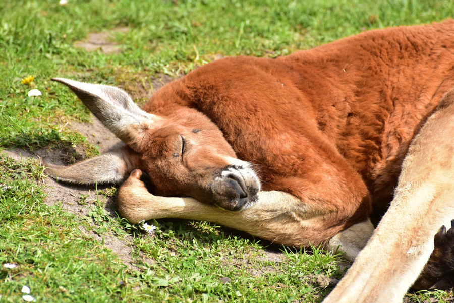 眠り2